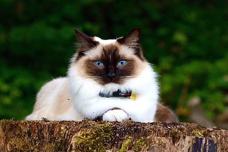 white and black Himalayan cat lying on rock thumbnail