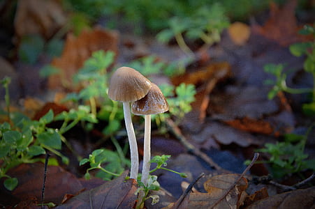 brown mushrooms thumbnail