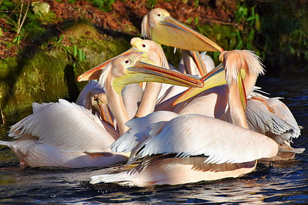 pelican on body of water thumbnail
