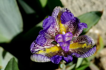 purple and yellow iris flower thumbnail