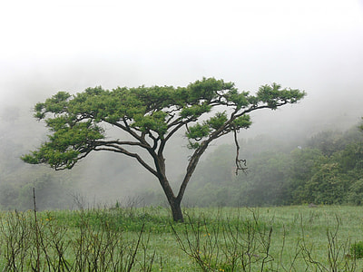 green tree with fog on the air thumbnail