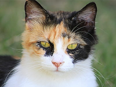 selective focus photography of short-fur brown, black, and white cat thumbnail
