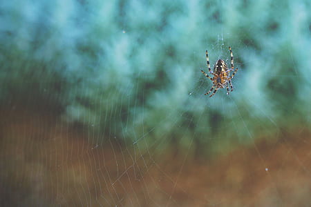 brown orb-weaver spider on web in macro photography thumbnail