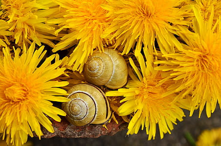 closeup photo of two brown snails near yellow petaled flowers thumbnail