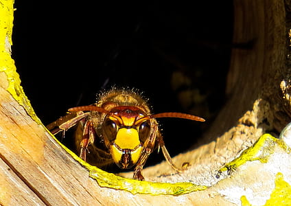 selective focus photography of yellow jacket wasp in wood hole thumbnail