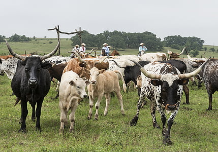 herd of cattle near cowboys at daytime thumbnail