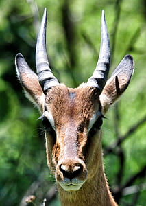 brown antelope thumbnail