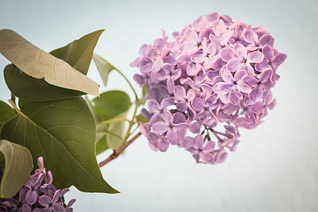 purple hydrangeas close-up photography thumbnail