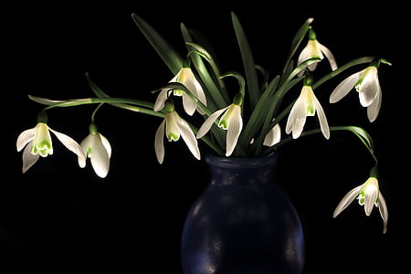 star of Bethlehem flower thumbnail