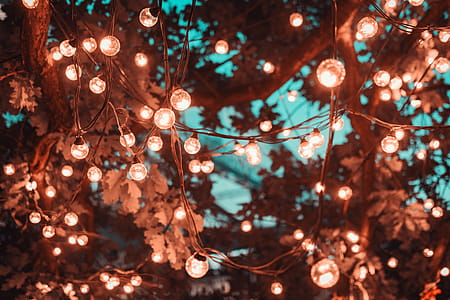 Brown String Lights in Tree thumbnail