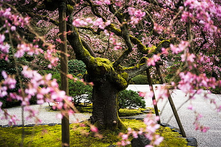 pink leafed tree thumbnail