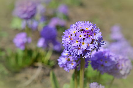 Close Up Photo of Purple and Yellow Flower thumbnail