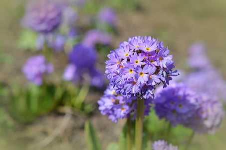 selective focus photography of purple petal flowers thumbnail