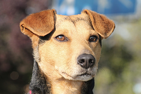 shallow focus photography of adult Australian kelpie thumbnail