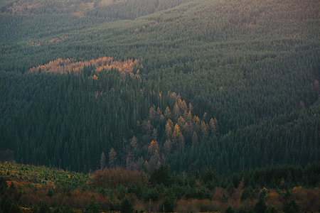 top view of tall green trees thumbnail