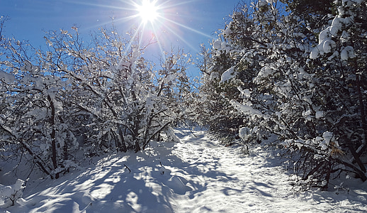photo of snow-covered trees during daytime thumbnail