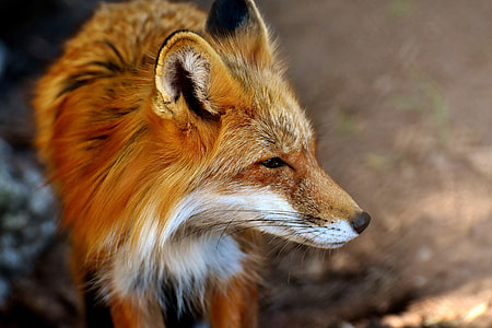 close up photography of red fox thumbnail