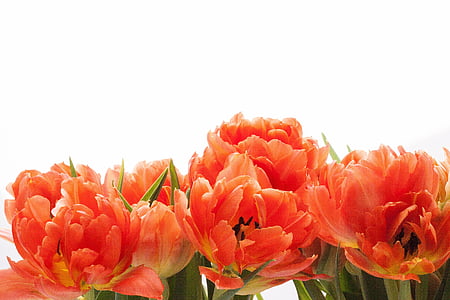 pink petaled flowers thumbnail