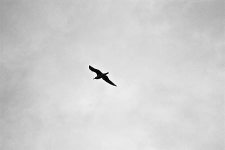 bird on air at daytime thumbnail