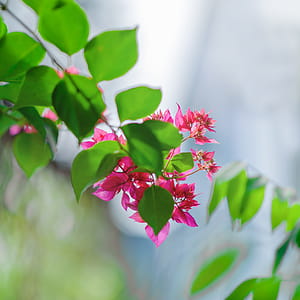 Close-Up Photography of Pink Flowers Near Leaves thumbnail