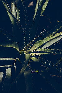 nature, lights, pattern, garden thumbnail