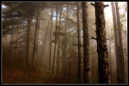still life photo of forest thumbnail