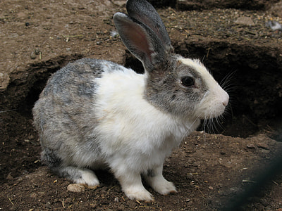 white and gray rabbit thumbnail
