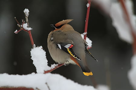 brown and black bird on tree branch thumbnail