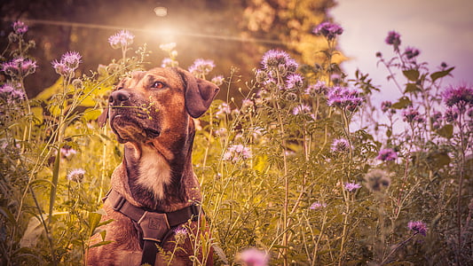 short-coated brown and black dog sitting on purple petaled flower field during daytime thumbnail