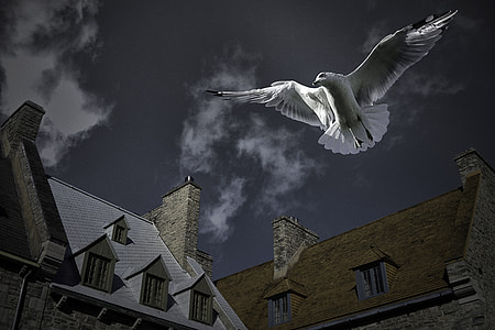 Seagull above the houses in Quebec City, Canada thumbnail