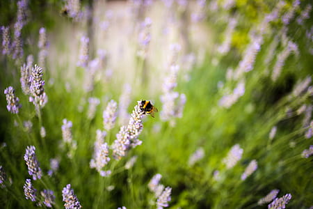 bumble bee on white flower thumbnail