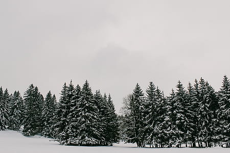snowy spruce trees thumbnail