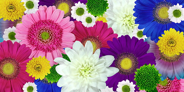 Gerbera Daisy lot thumbnail