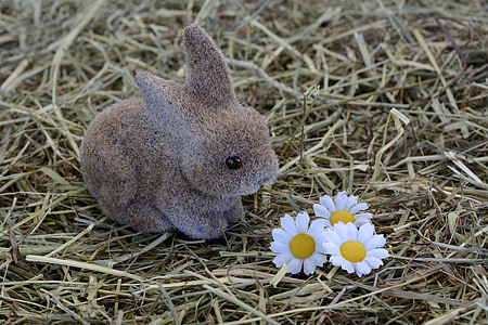 brown rabbit looking at white-and-yellow daisies thumbnail