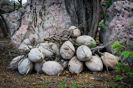 coconuts thumbnail