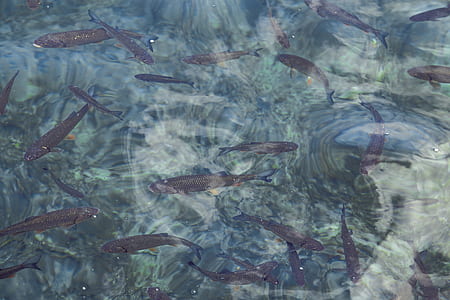 school of black fish thumbnail