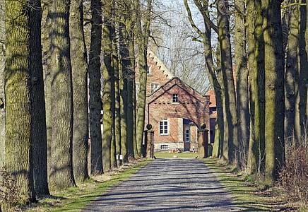 gray concrete road between trees during daytime thumbnail