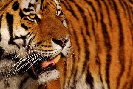 brown tiger thumbnail