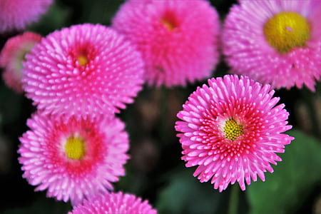 selective focus photography of pink cluster flowers thumbnail