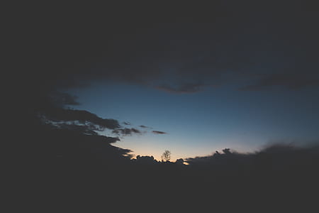 tree, woodland, forest, sky thumbnail