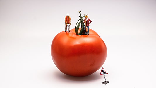 two man on the tomato thumbnail
