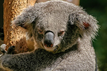 close up photo of grey Koala bear thumbnail