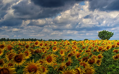 photo of bed of sunflowers thumbnail