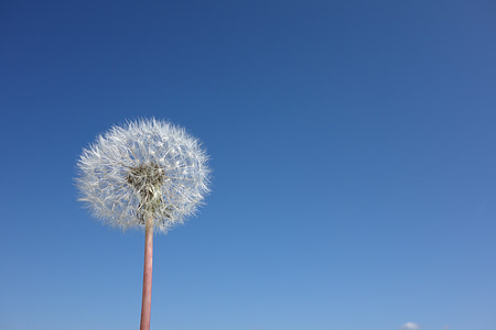 white dandelion flower in bloom at daytime thumbnail