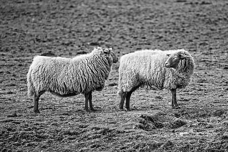 grayscale photo of sheeps thumbnail