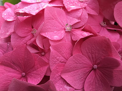 photography of flowers thumbnail