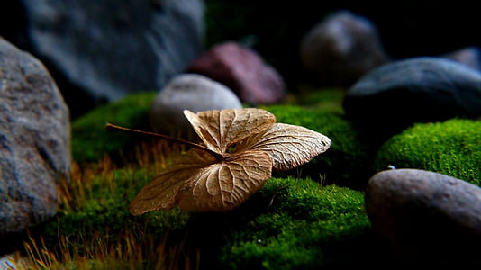 dried brown leaf on green grass thumbnail