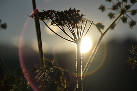 Queen Anne's lace flower selective-focus photography thumbnail