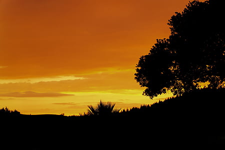 silhouette of trees during golden hour thumbnail