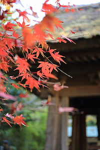 selective focus photography of maple tree thumbnail